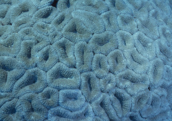 Datacraft Sozaijiten - 035 Corals and Marine Creatures (200xHQ) 8Lfc188m