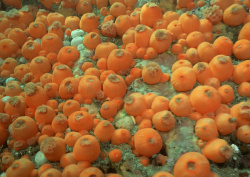 Datacraft Sozaijiten - 035 Corals and Marine Creatures (200xHQ) 8P5FtP5Q