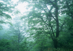 Datacraft Sozaijiten - 134 Forests & Light Falling Through Trees (200xHQ) 8rTS32cw