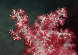 Datacraft Sozaijiten - 035 Corals and Marine Creatures (200xHQ) FW0Jiqvs