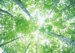 Datacraft Sozaijiten - 134 Forests & Light Falling Through Trees (200xHQ) KbR11kp3