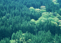 Datacraft Sozaijiten - 134 Forests & Light Falling Through Trees (200xHQ) Q2PXndUb