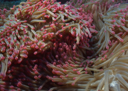 Datacraft Sozaijiten - 035 Corals and Marine Creatures (200xHQ) QS5Dxuby