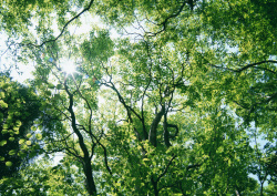 Datacraft Sozaijiten - 134 Forests & Light Falling Through Trees (200xHQ) AFNziIGU