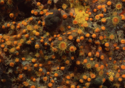 Datacraft Sozaijiten - 035 Corals and Marine Creatures (200xHQ) ECN5pHsb