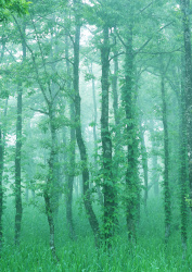 Datacraft Sozaijiten - 134 Forests & Light Falling Through Trees (200xHQ) FgBOF8N4