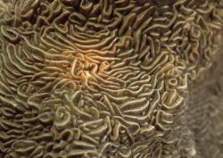 Datacraft Sozaijiten - 035 Corals and Marine Creatures (200xHQ) KLYxwVyK