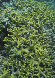 Datacraft Sozaijiten - 035 Corals and Marine Creatures (200xHQ) MBrdGtvA