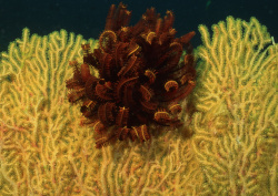 Datacraft Sozaijiten - 035 Corals and Marine Creatures (200xHQ) TTJybq1a