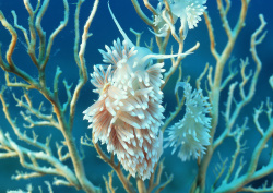 Datacraft Sozaijiten - 035 Corals and Marine Creatures (200xHQ) VpRqVsXi